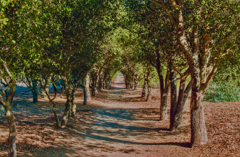 A dirt pathway stretching into the distance beneath a canopy formed by overarching green trees.