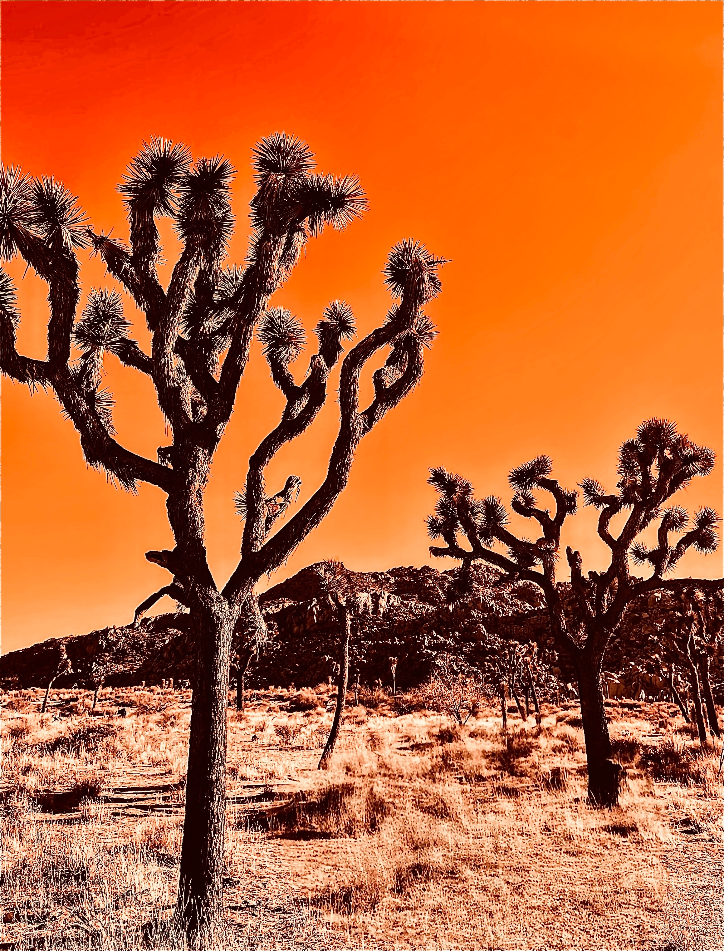 Silhouetted Joshua trees stand against a solid monochromatic orange sky in a dry desert landscape.