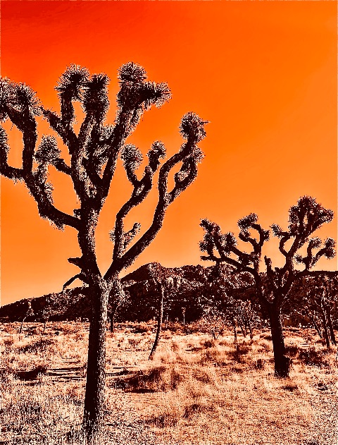 Silhouetted Joshua trees stand against a solid monochromatic orange sky in a dry desert landscape.