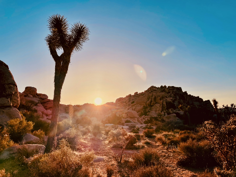 A tall Joshua tree stands silhouetted on the left foreground as the low sun shines over a rocky desert hill, illuminating the dry brush below.
