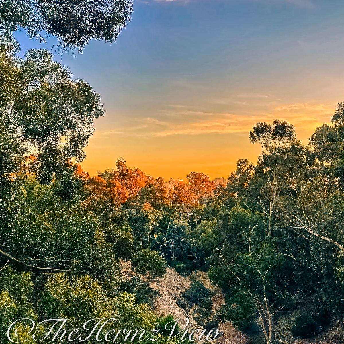 Distant orange sunset glowing through a dense canopy of trees and eucalyptus foliage.