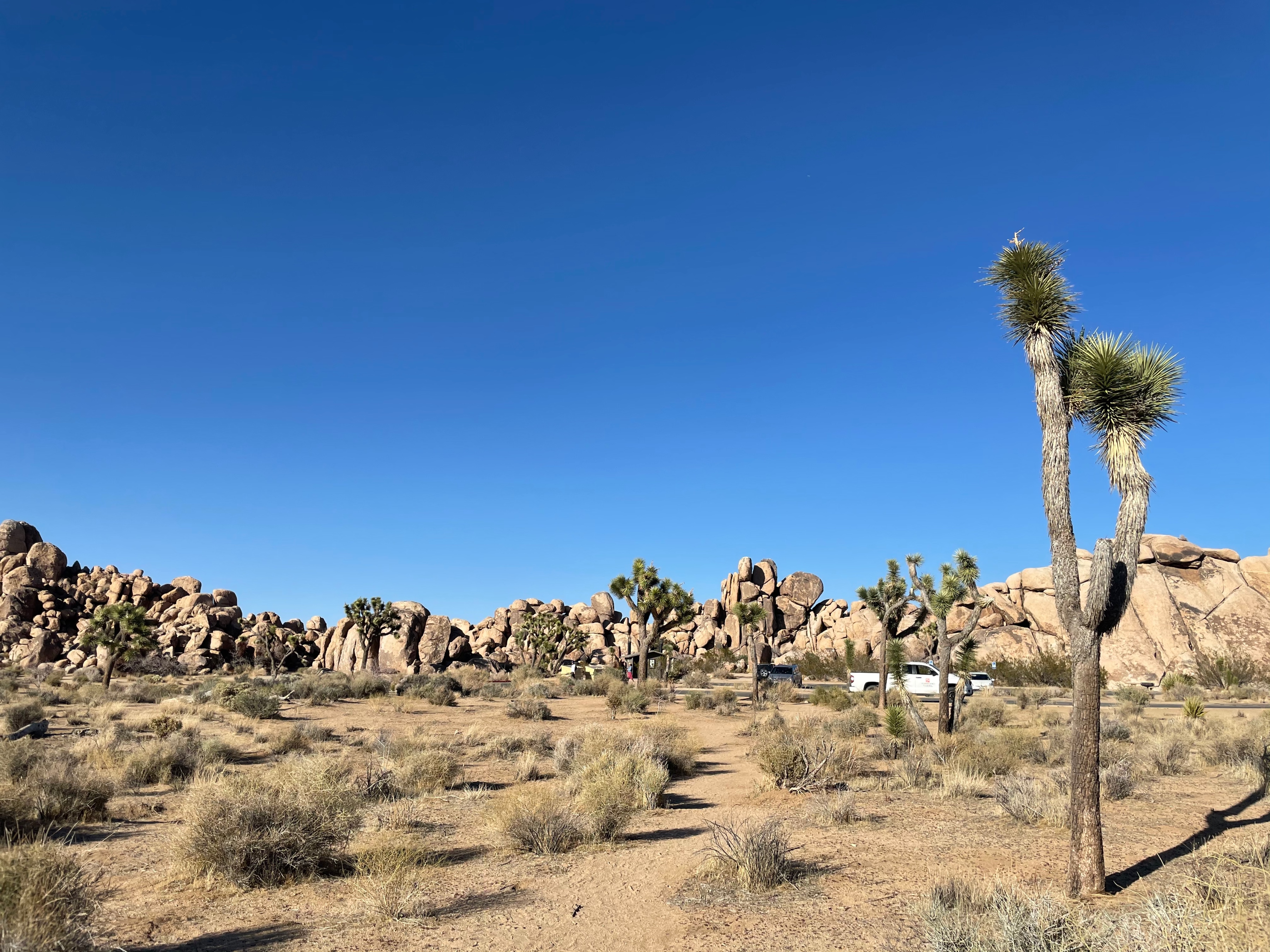 Joshua trees and low desert brush standing before massive granite rock formations under a clear blue sky.