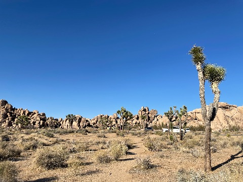 Joshua trees and low desert brush standing before massive granite rock formations under a clear blue sky.