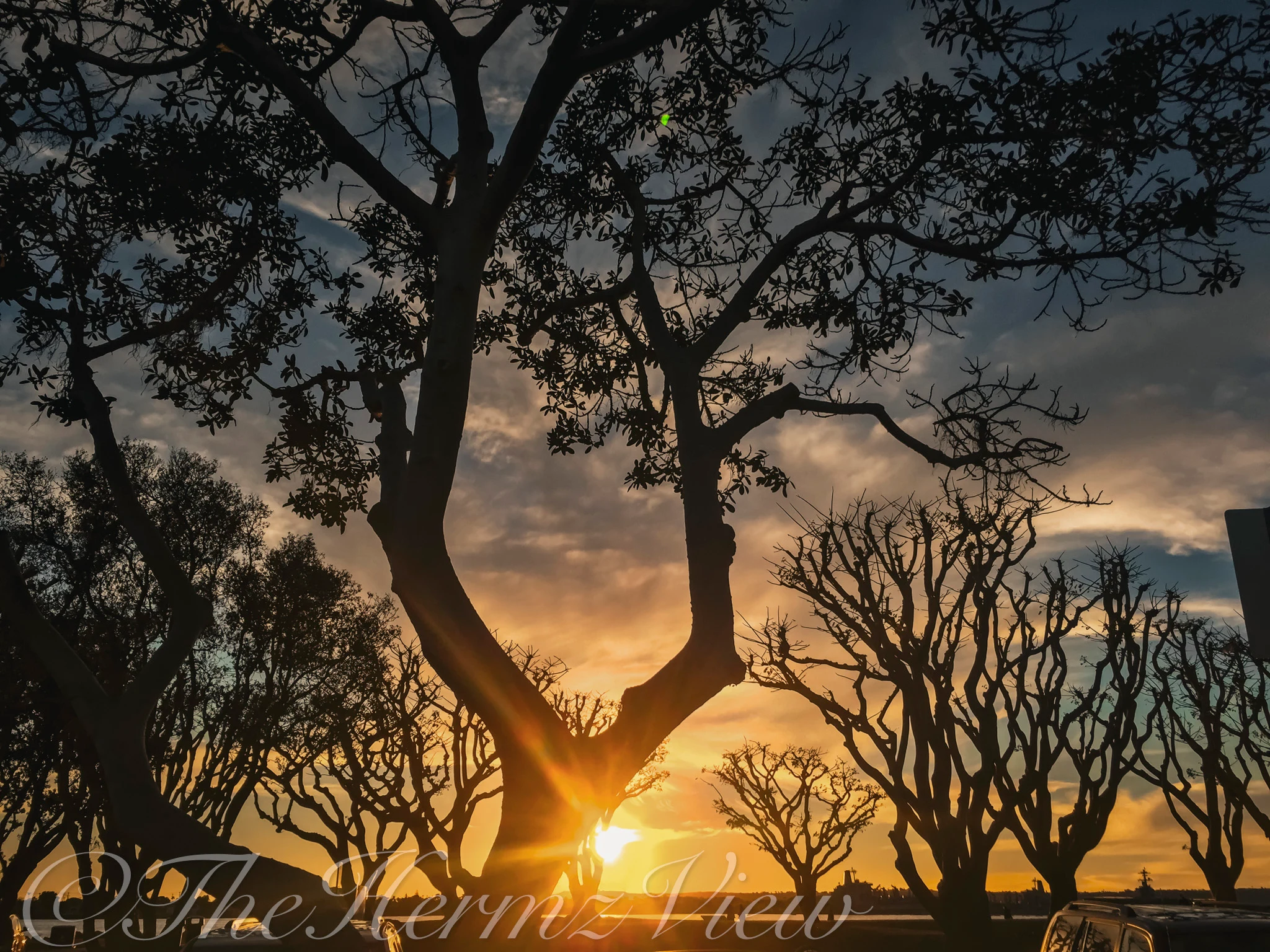 Dark silhouetted trees against a glowing orange and blue sky with the sun bursting low on the horizon.
