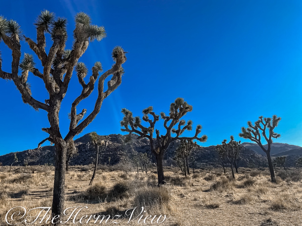 Joshua trees stand scattered across a dry desert landscape under a vivid blue sky with rocky hills in the background.