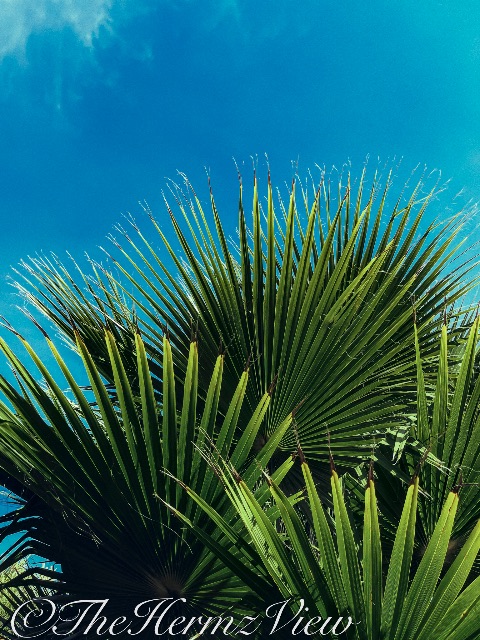 Low-angle view of fan palm fronds against a clear blue sky.