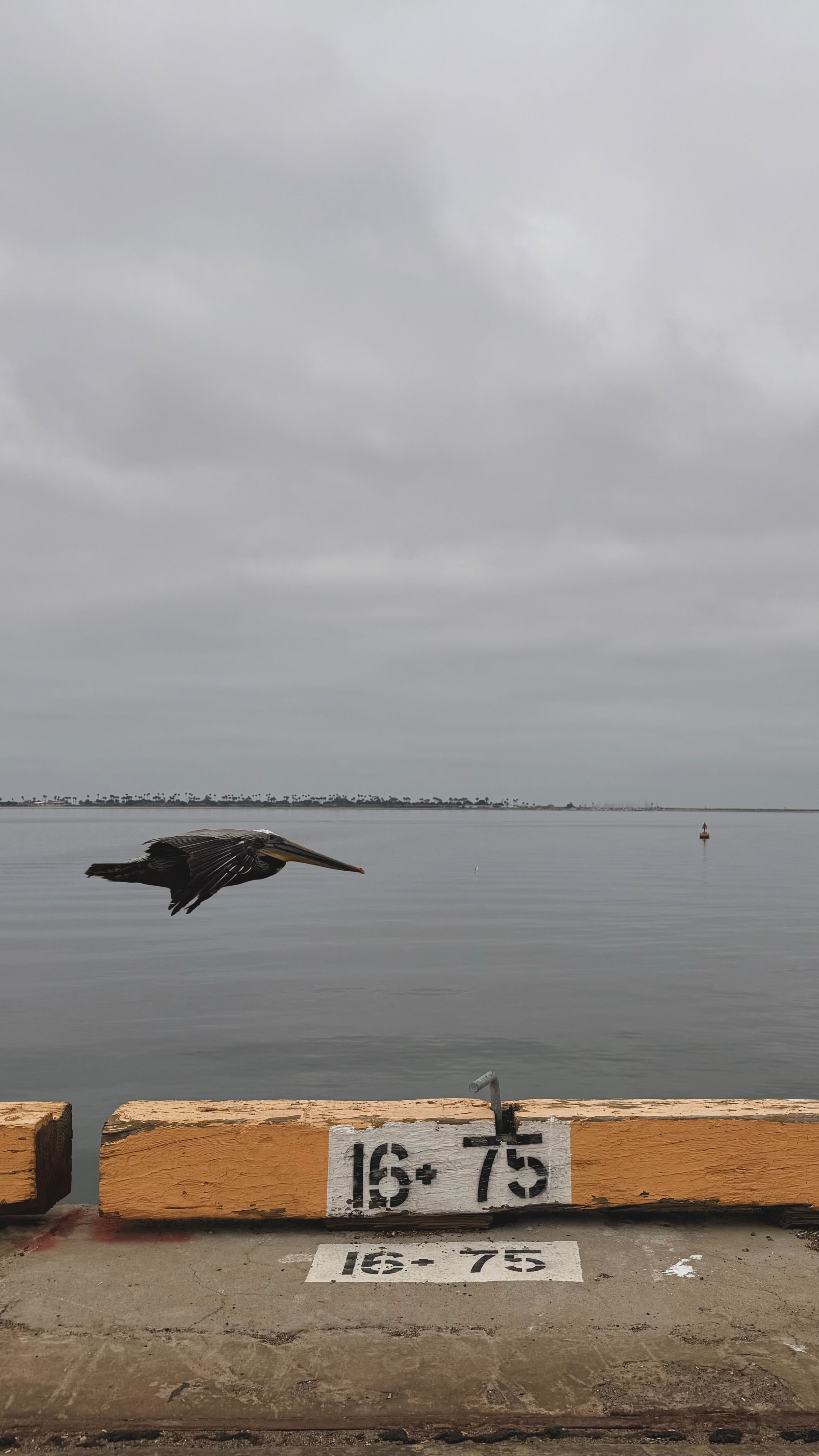 A brown pelican flies low in profile over calm water next to a weathered wooden pier edge marked with stenciled numbers under an overcast sky.