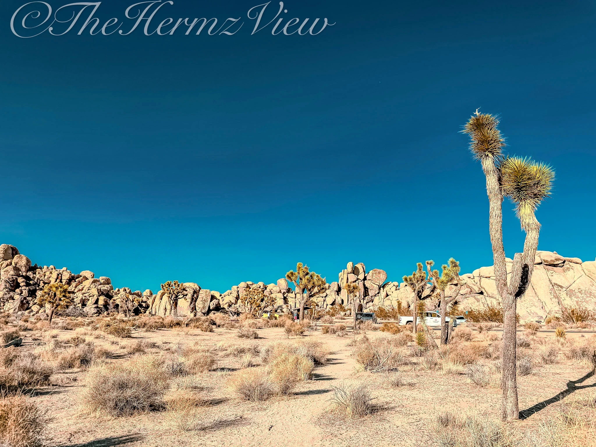 Tall Joshua tree standing in a dry desert landscape with large rock formations and a deep blue sky in the background.