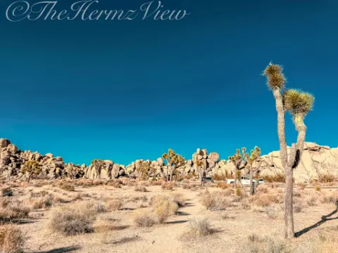 Tall Joshua tree standing in a dry desert landscape with large rock formations and a deep blue sky in the background.