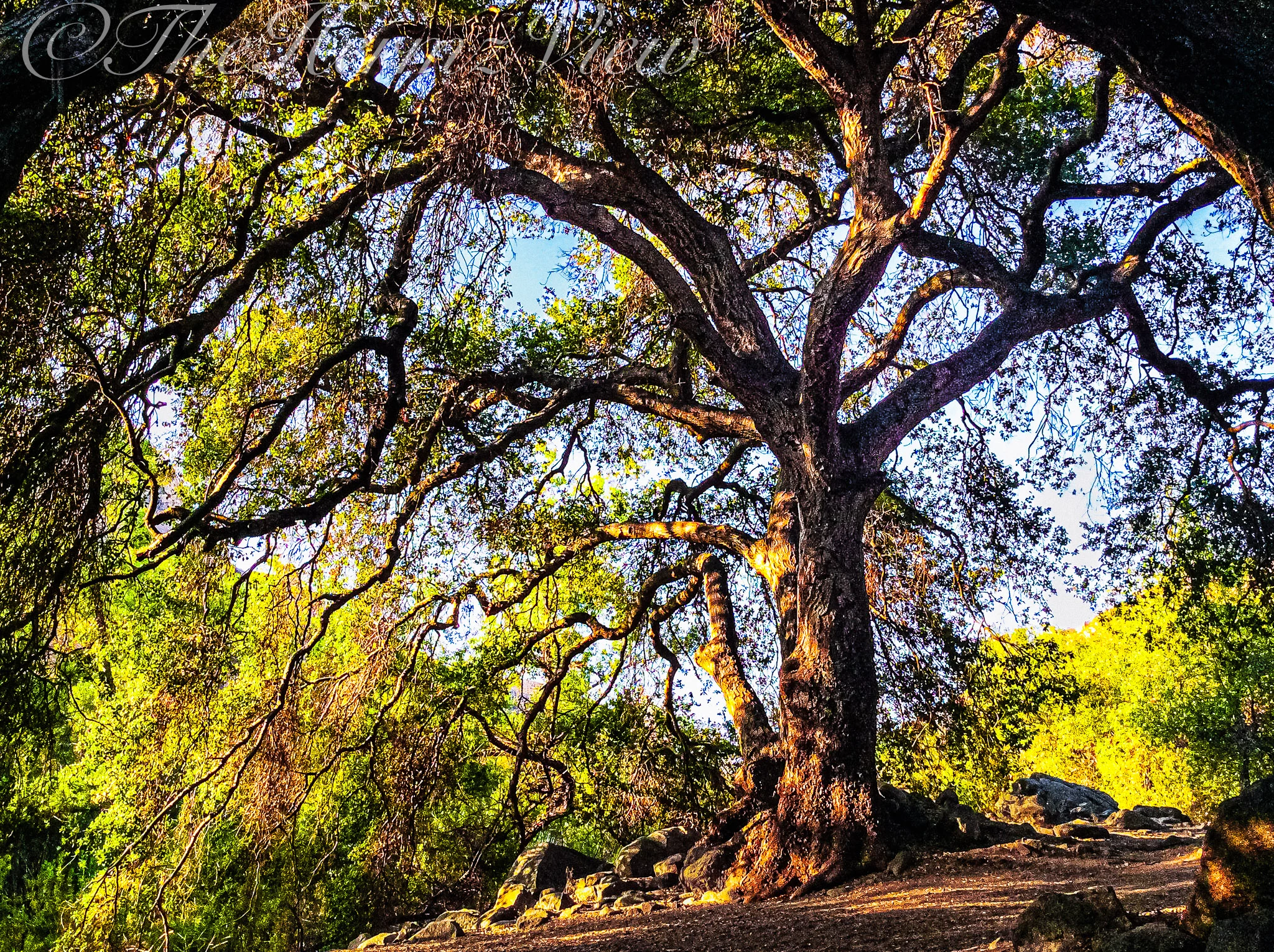 A massive, gnarled oak tree with sprawling branches framing a clear blue sky on a dusty dirt trail.
