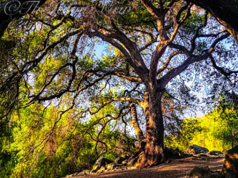 A massive, gnarled oak tree with sprawling branches framing a clear blue sky on a dusty dirt trail.