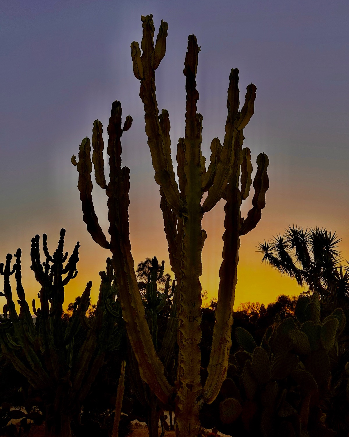 Silhouette of a tall columnar cactus standing against a gradient sunset sky transitioning from deep orange to purple.