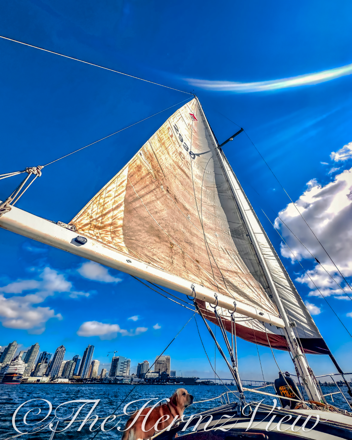 Low-angle view looking up at a sailboat's sail caught in the wind, with a dog on deck facing a city skyline across the water under a bright blue sky.