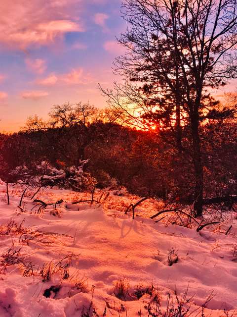 Snow-covered ground catching warm pink and orange light under a low setting sun framed by silhouetted trees.
